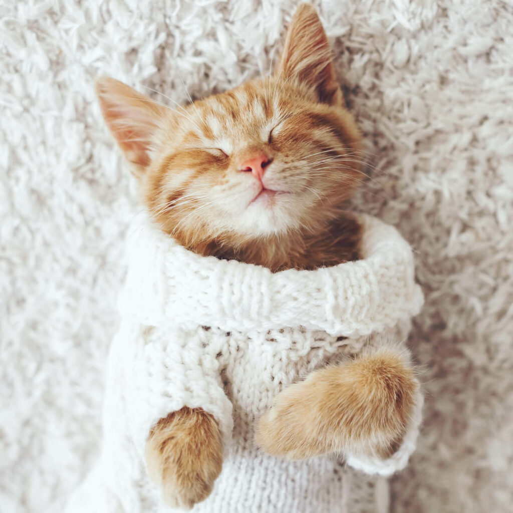 Pet friendly rug | The Carpet Gallery