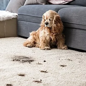 6_AreaRug-StainsSpills Area rug care | The Carpet Gallery